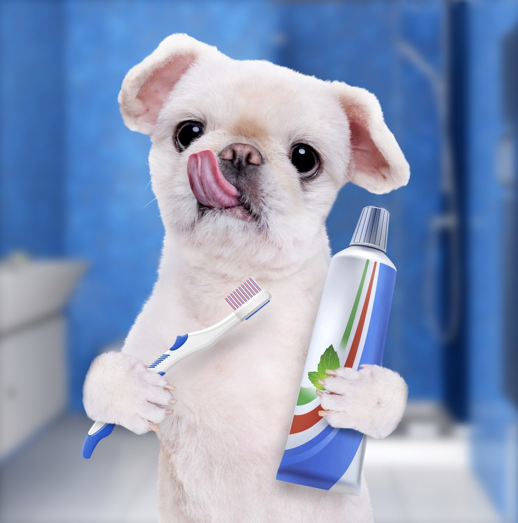 brush your dog's teeth