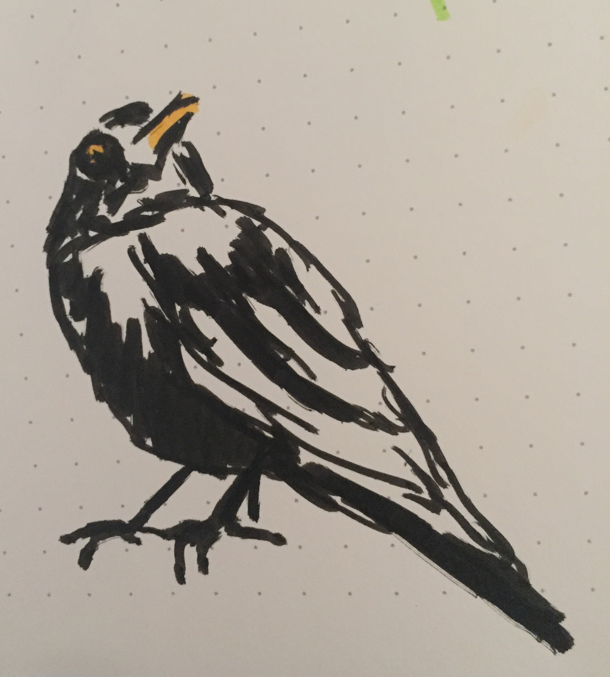 Europaische Wintervogel Set 13 Zeichnungen Wunderwerkstatt