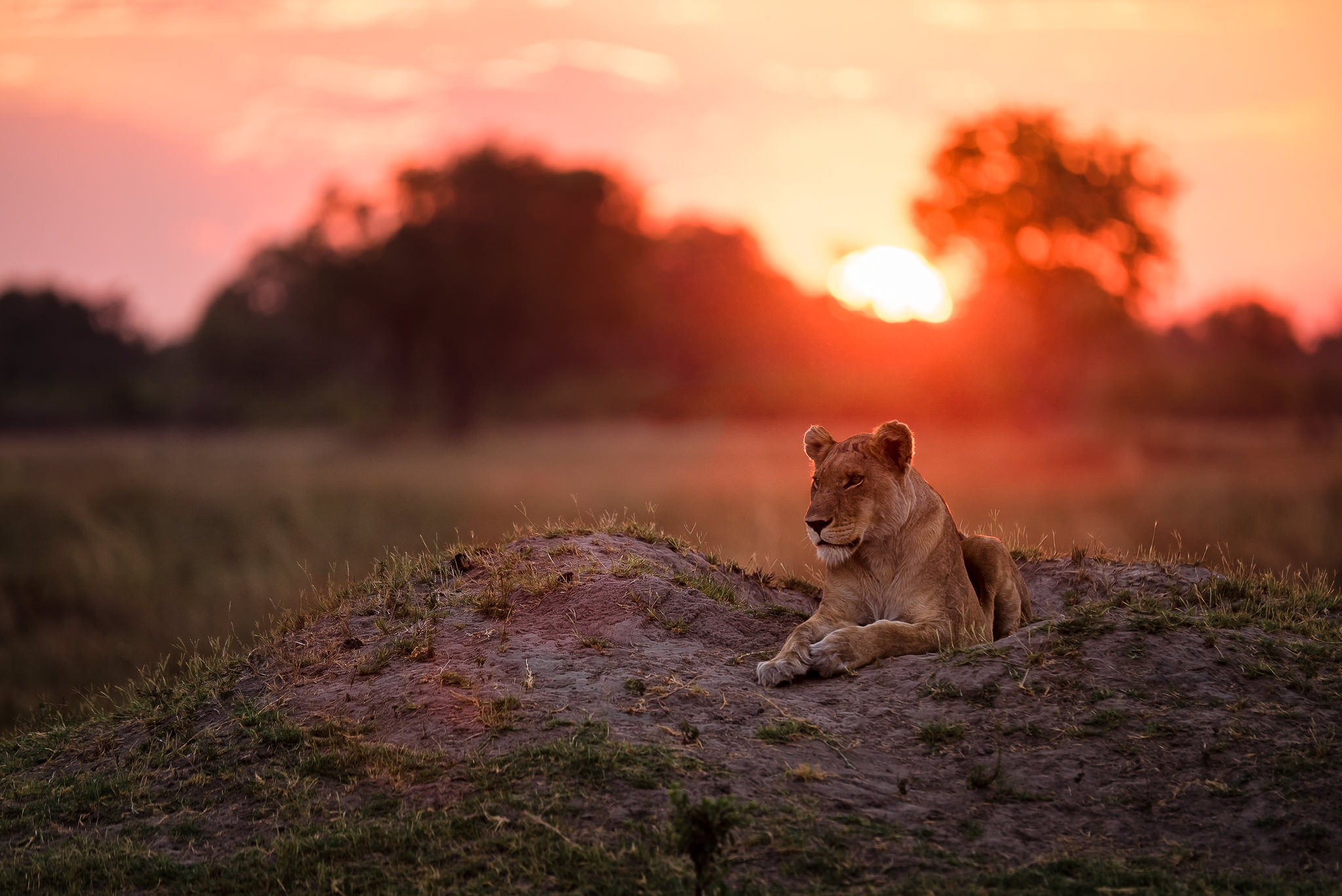Lioness @ sunset