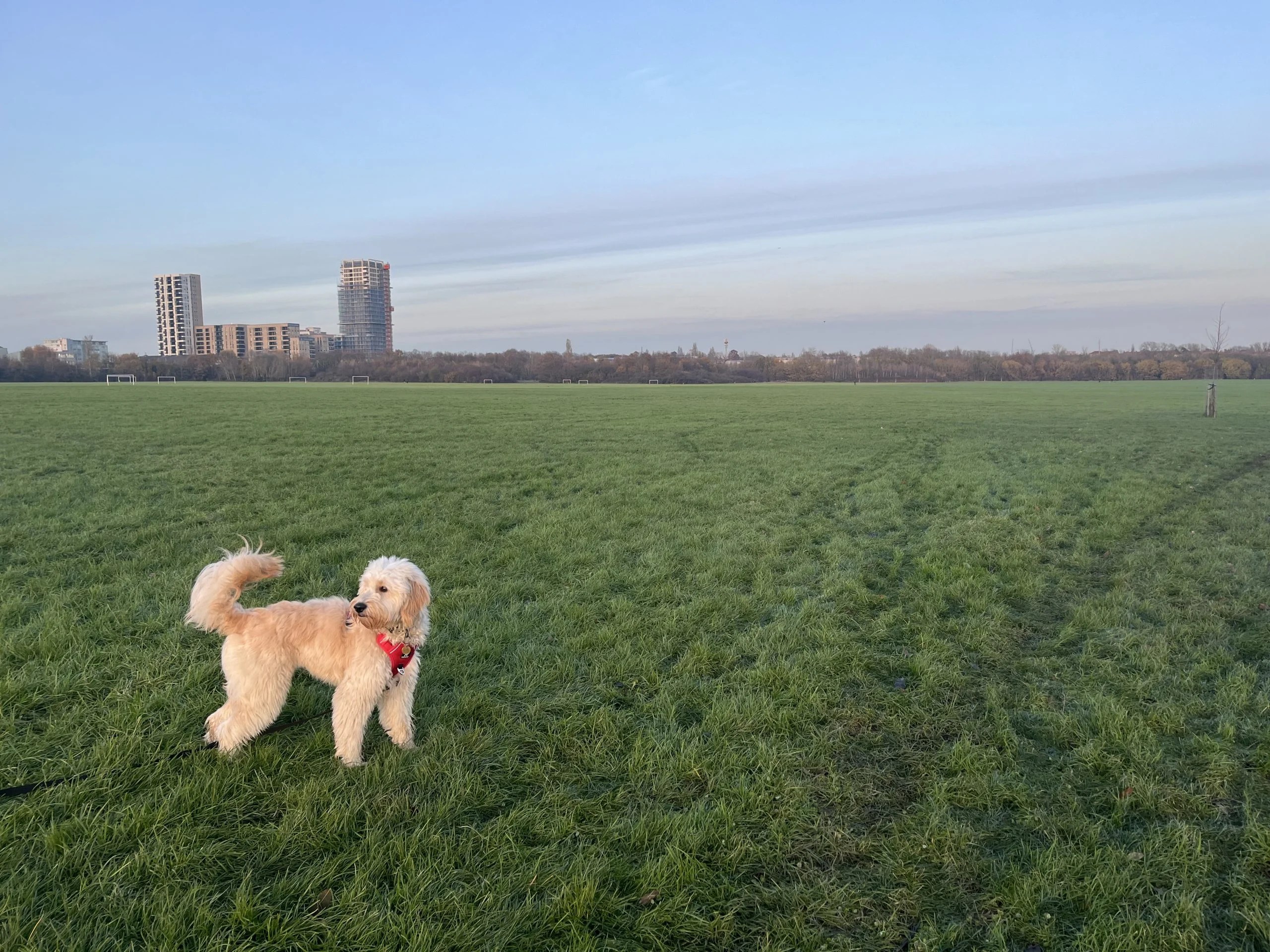 A dog stodd in a grassy field with a light blue sky