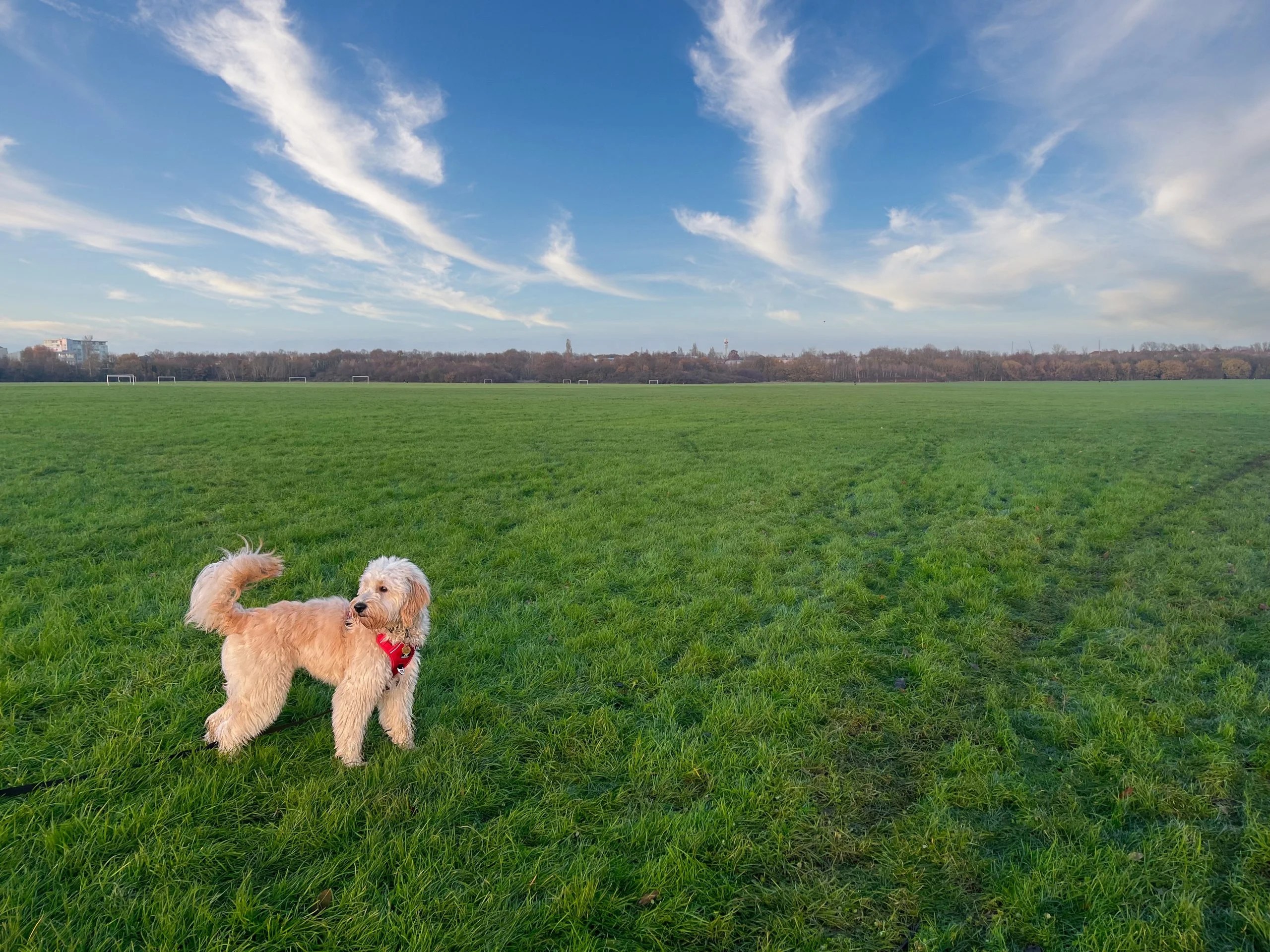 A dog standing on a grass field, this time the sky is altered to look more blue and the colours are more vibrant