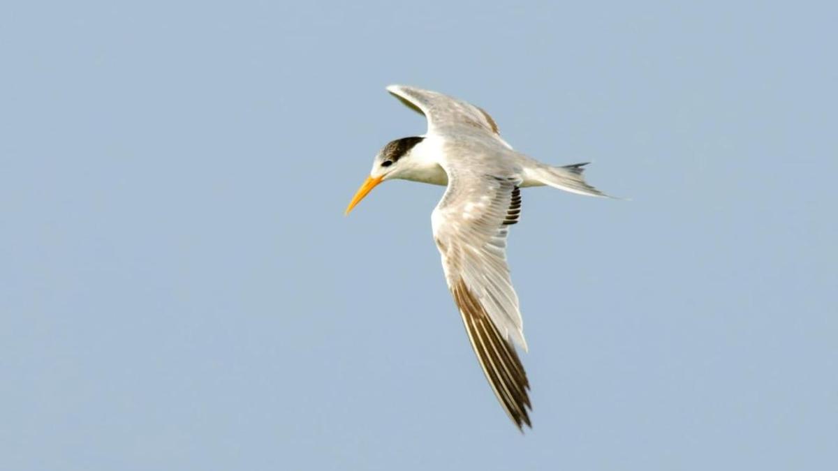 Second edition of Puducherry Bird Atlas records 33,000 birds, 174 species
