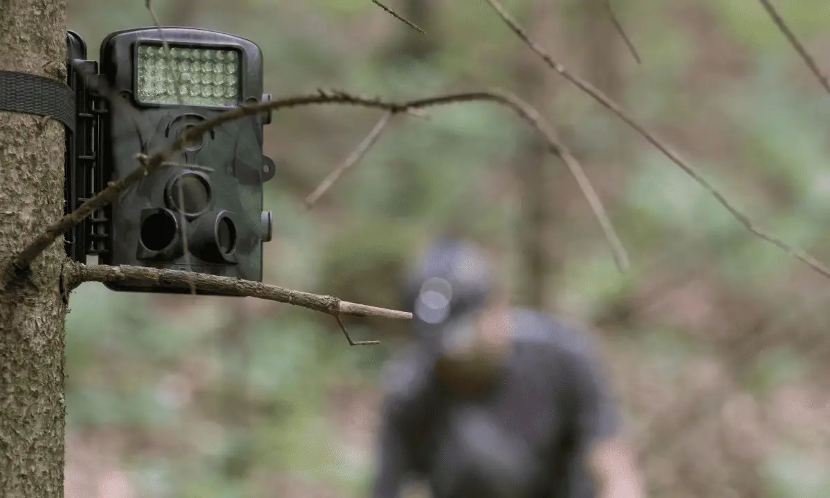 Trail Camera FAQs: Common Trail Camera Questions