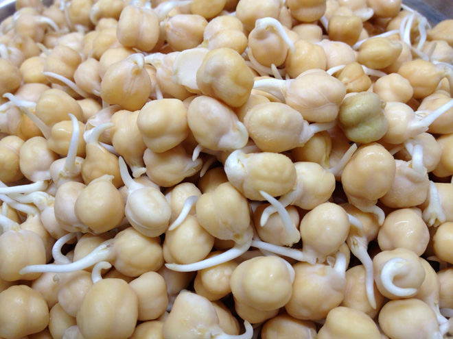 Garbanzo (Chickpea)