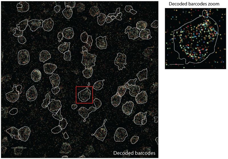 Markov Bio Markov Biosciences - Premium Gradient Image Gallery - Retina