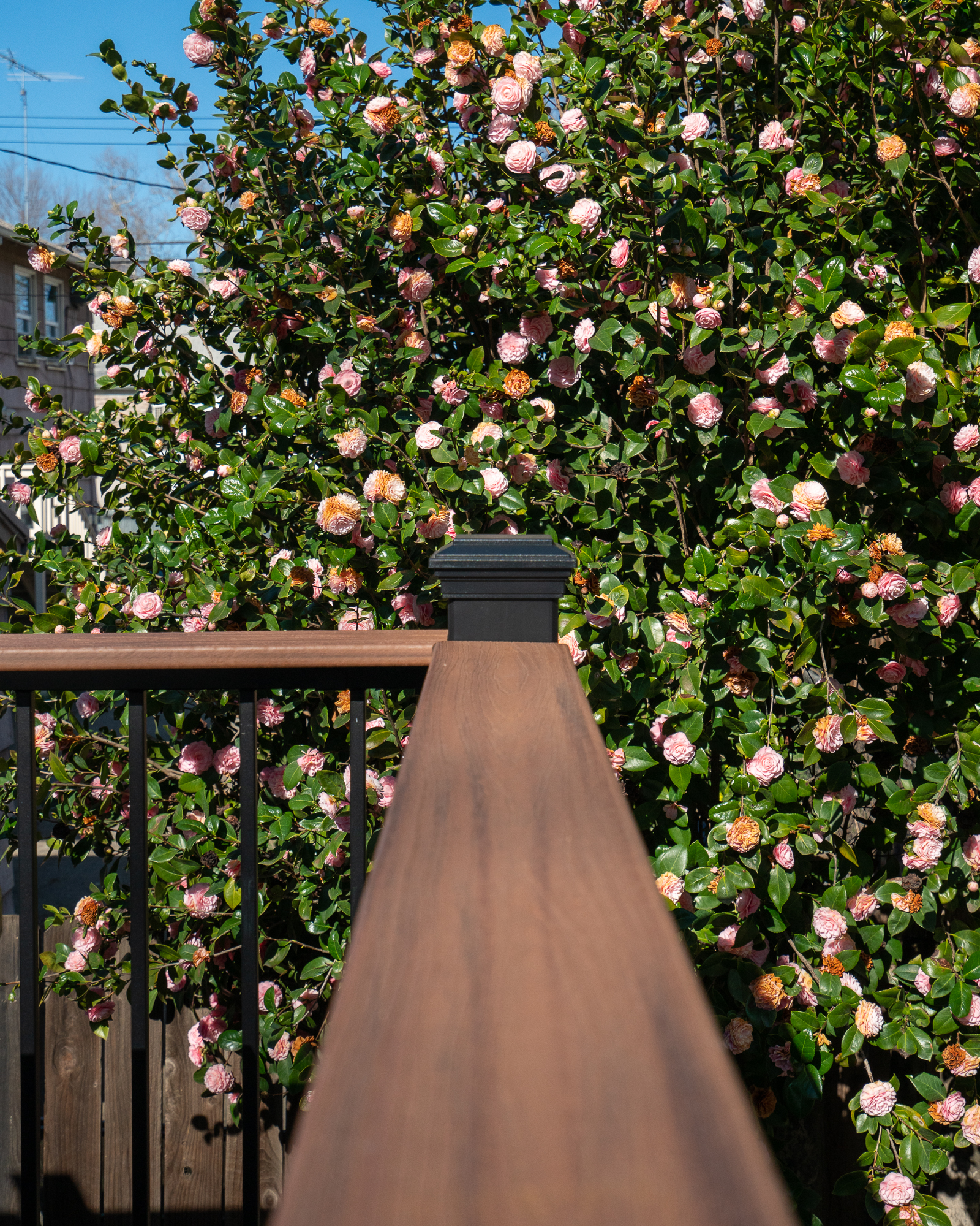Custom deck construction featuring Trex decking in Sacramento, CA