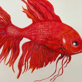 Roter Kampffisch - Druck auf Alu 20x15