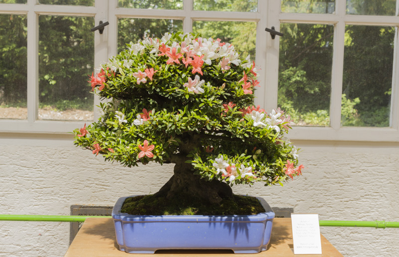 Maros Bonsai Blog Master Class 2019 In Bonsai Garten Munchen