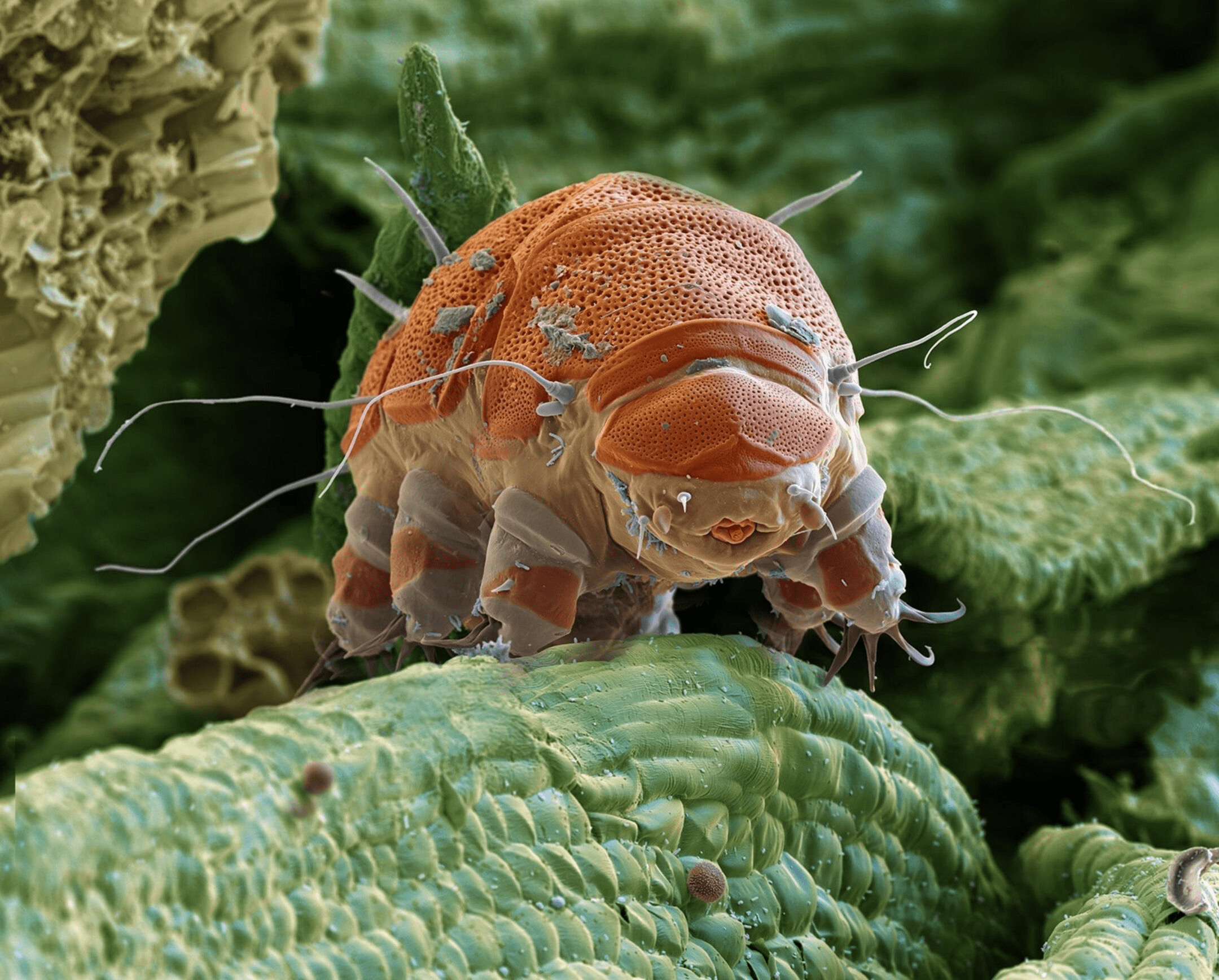 The Water Bear in the Abyss: Tardigrades and What They Reveal About Survival