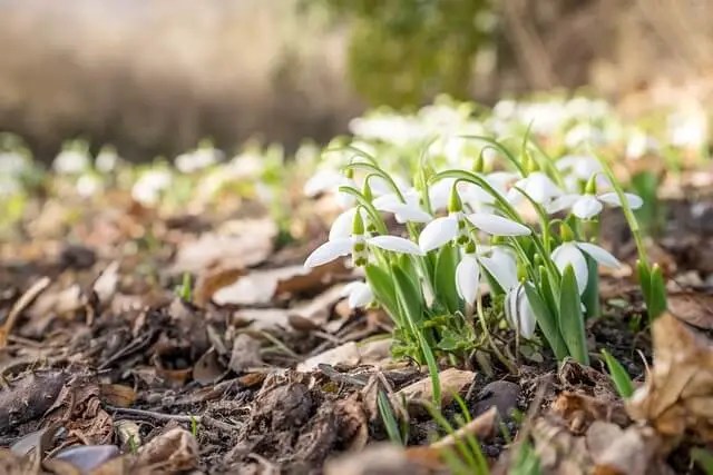 Mehr über den Artikel erfahren #15 Frühlingserwachen