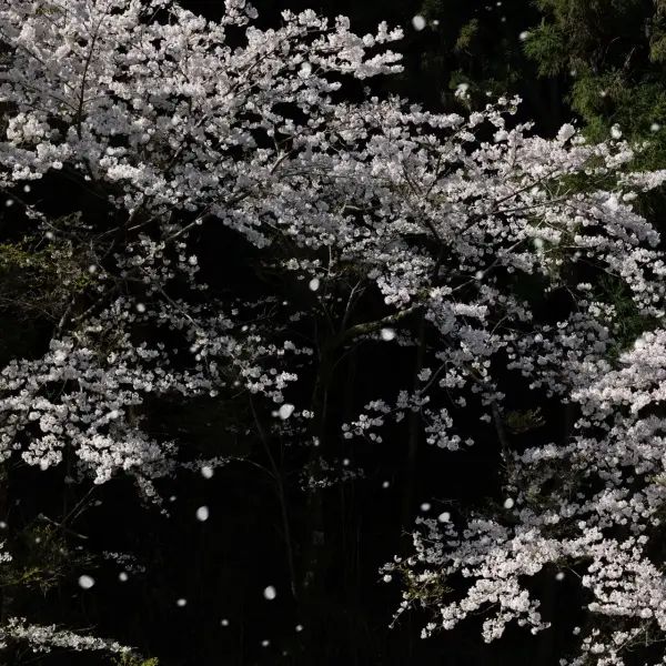 Inpainter - Best Light Patterns in Retina