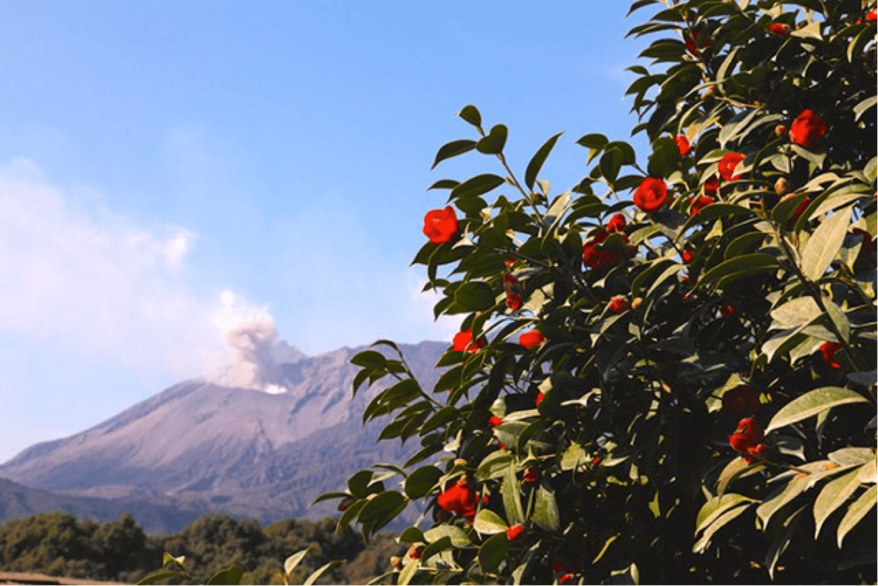 櫻島產特級初榨山茶籽油