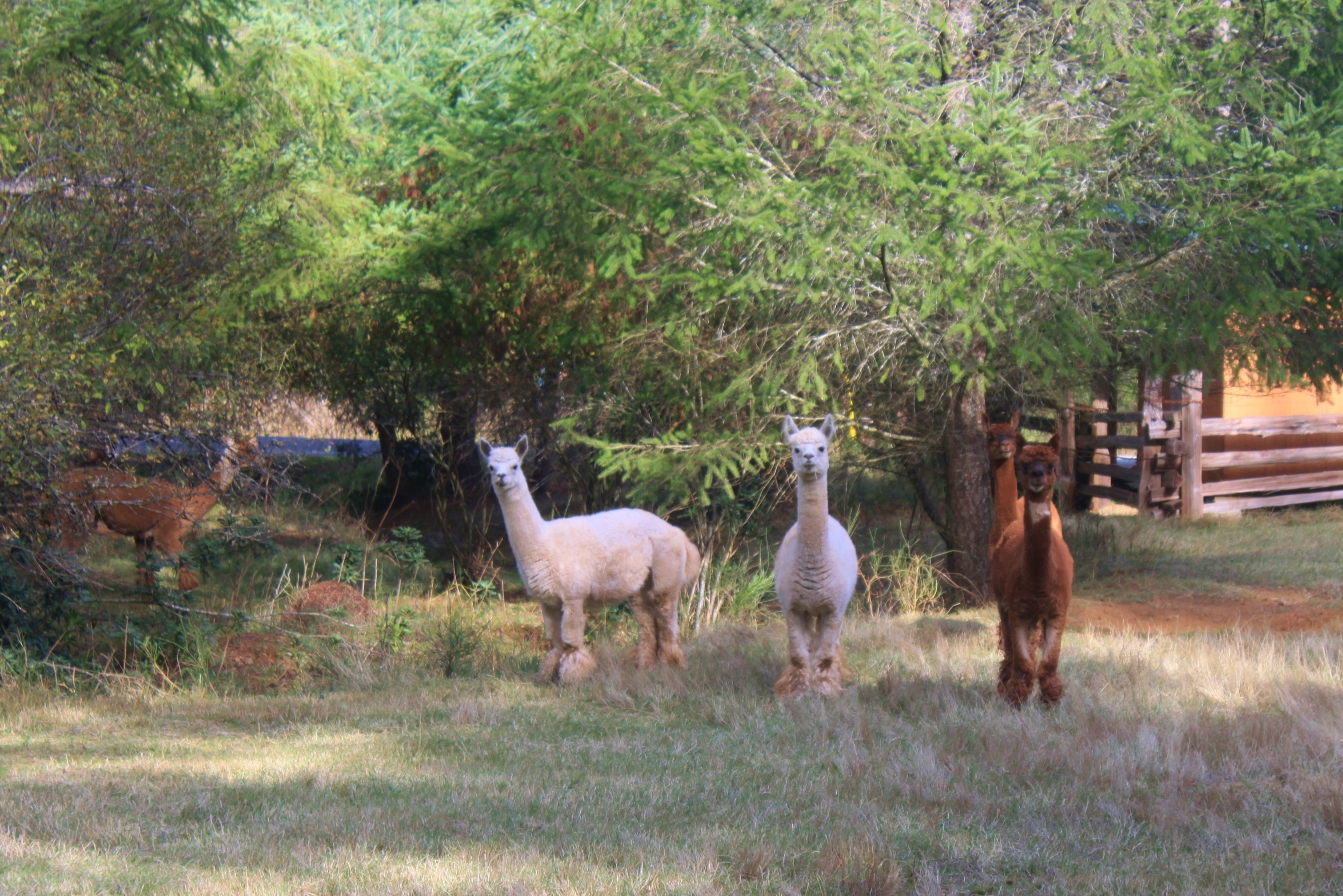 The Garden Bed Alpaca Sheep, on Gabriola Island, BC