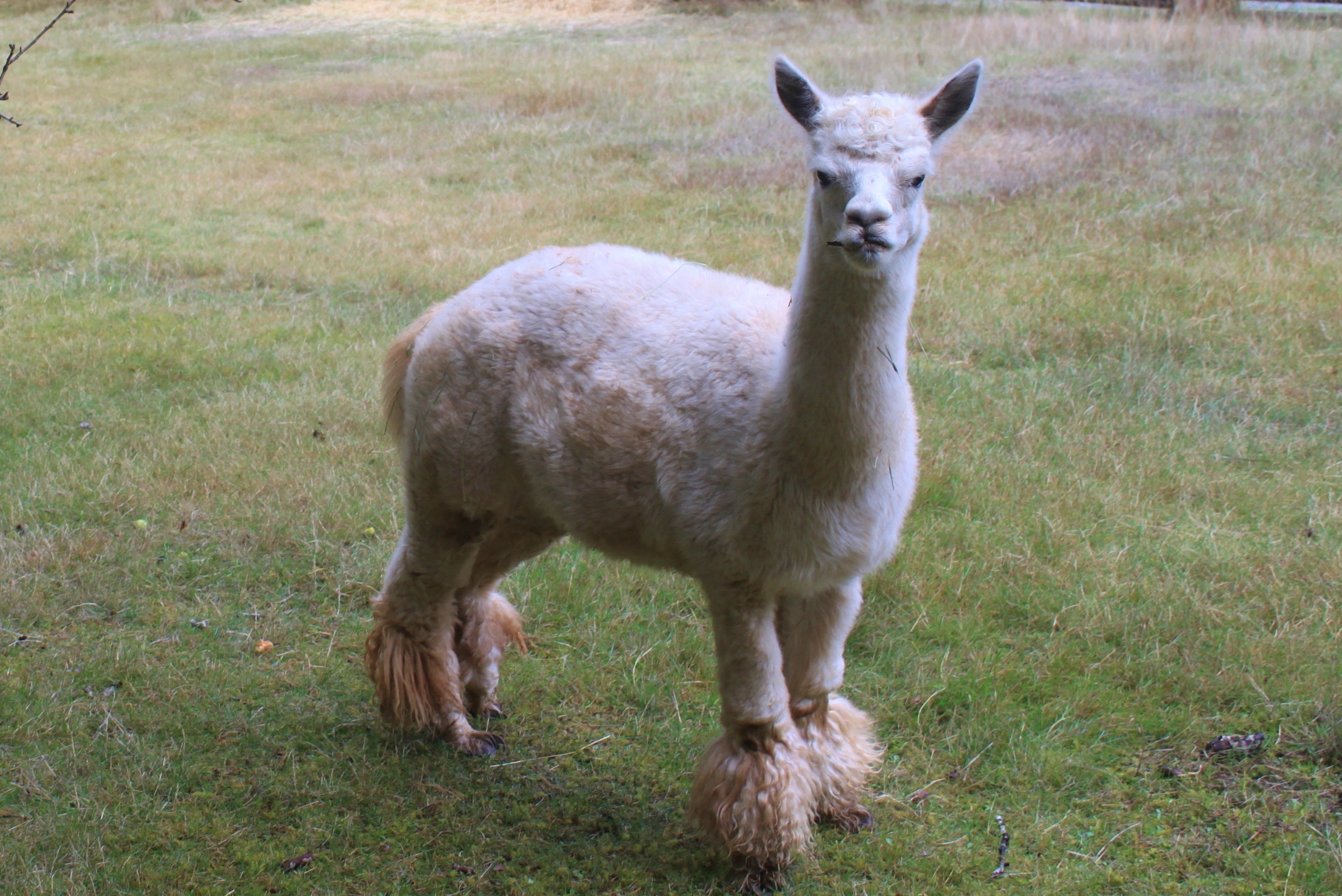 A Garden Bed Alpaca Sheep, on Gabriola Island, BC