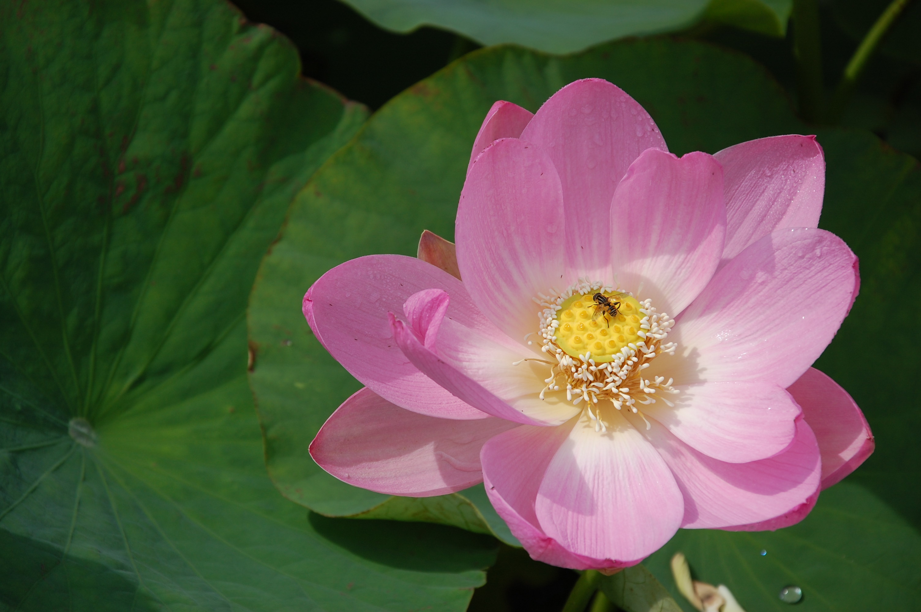紫波町五郎沼の古代ハス