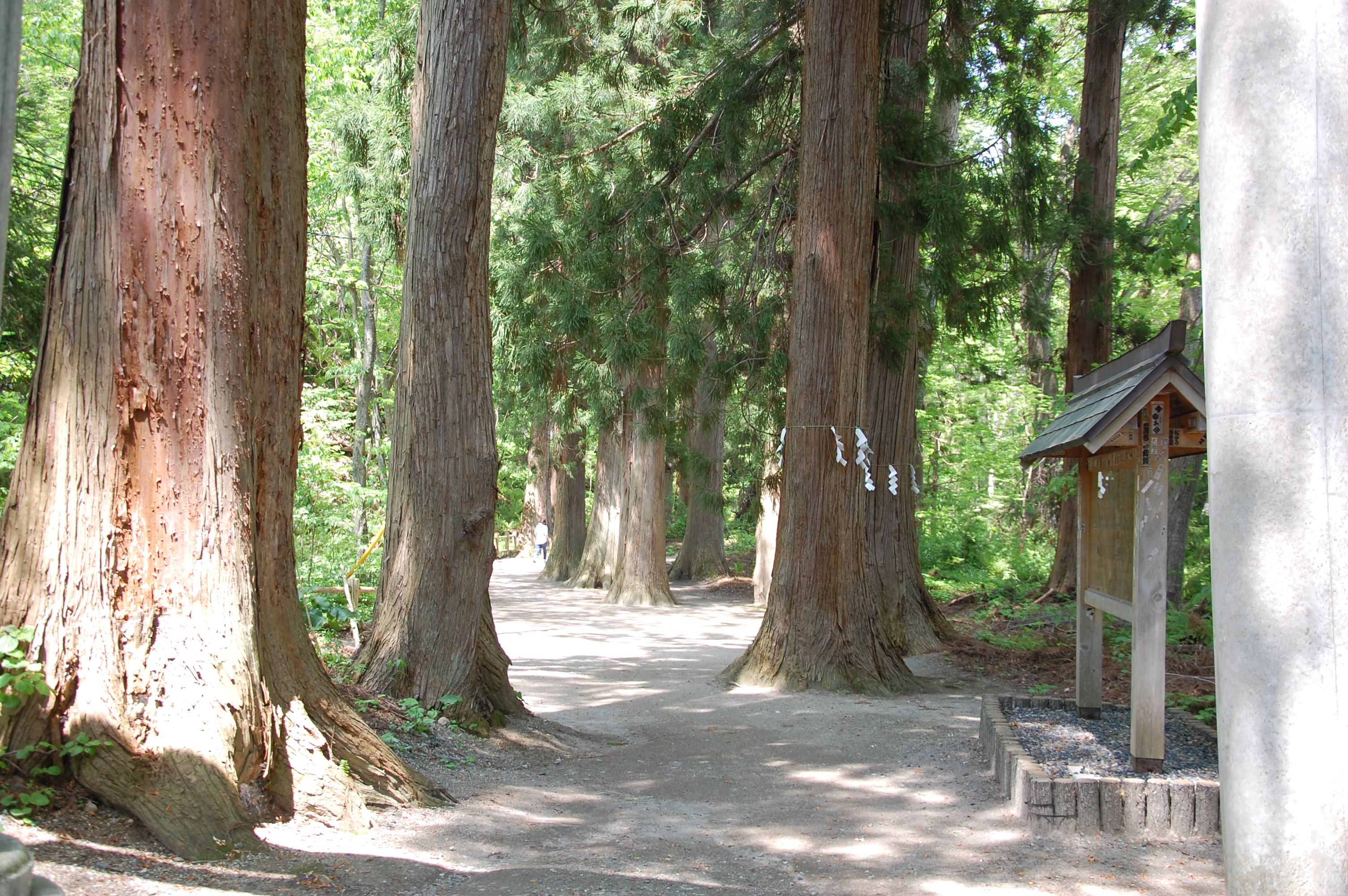 十和田神社-参道の杉並木