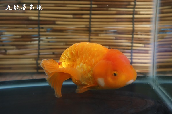 ドラゴンスケールらんちゅう。鏡鱗オランダ。 - 愛知県弥富市にある丸