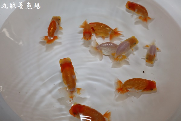 協会系 らんちゅう　　新仔 10匹 らんちゅう新仔。メダカ。 - 愛知県弥富市にある丸敏養魚場