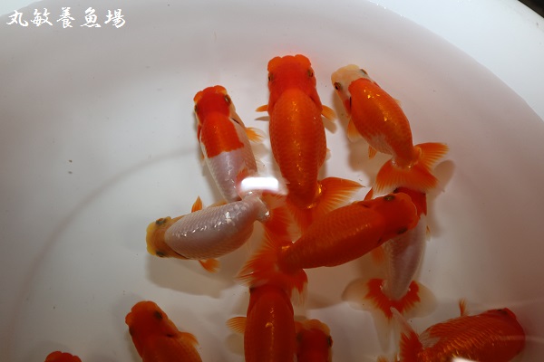 協会系 らんちゅう　　新仔 10匹 協会系らんちゅう新入荷と販売魚 | 金魚やぶろぐ by 佐々木養魚場