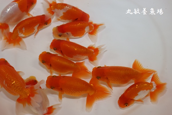 協会系 らんちゅう　　新仔 10匹 らんちゅう新仔。メダカ。 - 愛知県弥富市にある丸敏養魚場