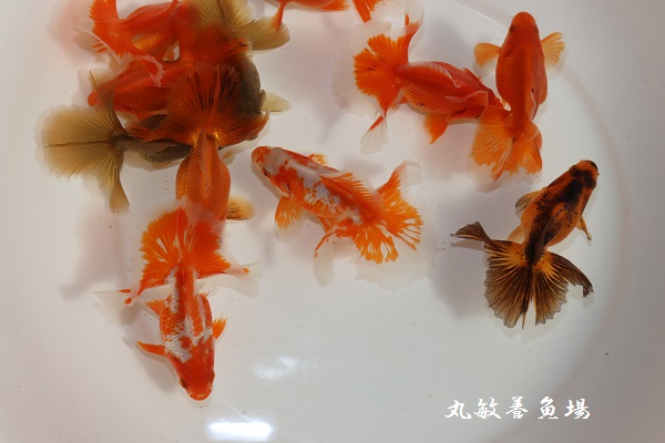 土佐錦　素赤　メス2匹 桂浜水族館インフォメーション】特大土佐錦の展示飼育始めました！桂浜