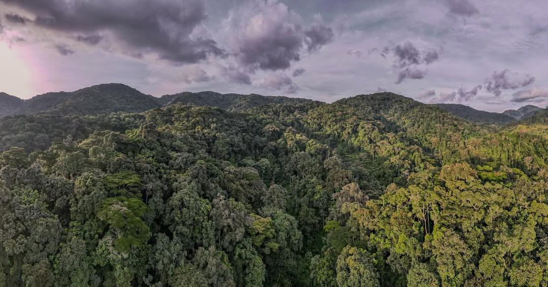 Bwindi Impenetrable Forest