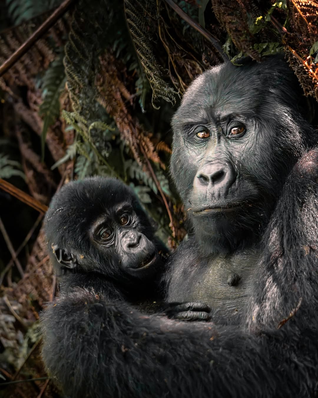 Group Gorilla Trekking Tours