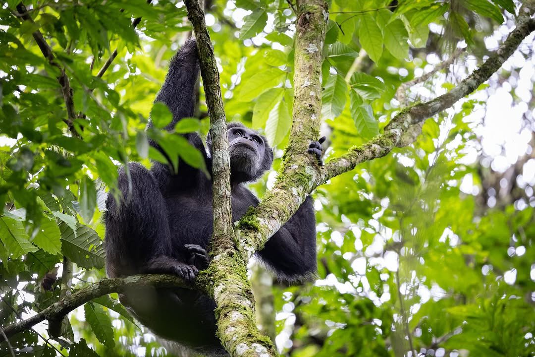 Gorilla & Chimpanzee Trekking tour