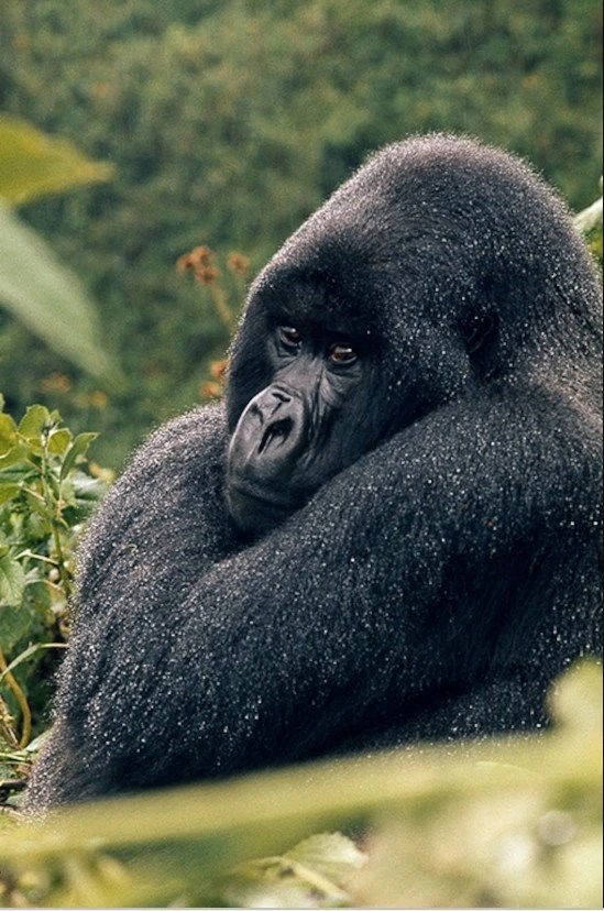 The Most Famous Gorillas in History