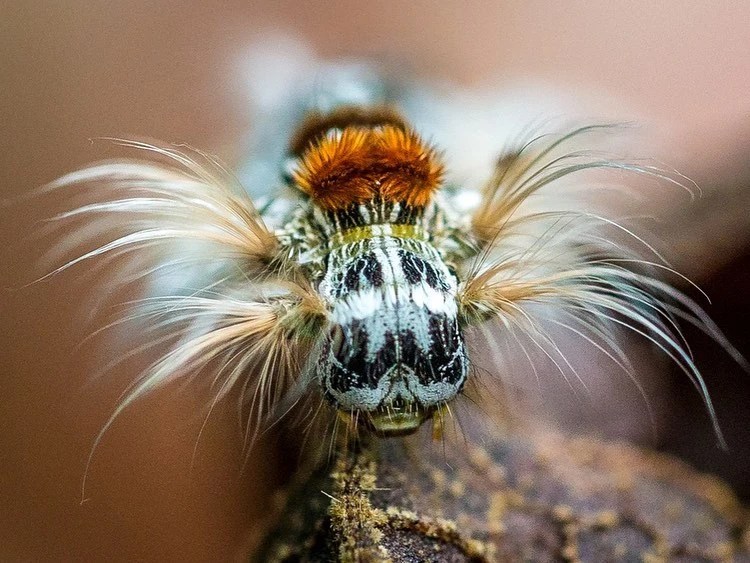 Park biodiversity