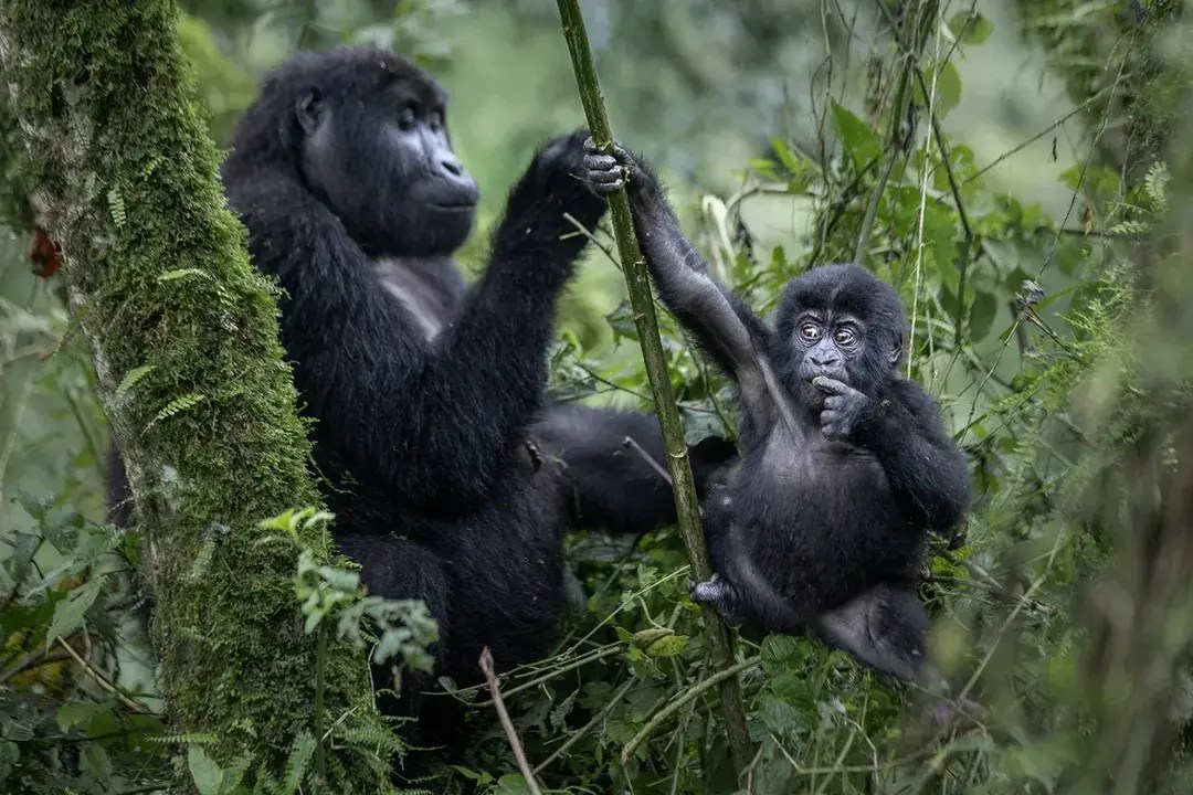Gorilla Trekking By Month