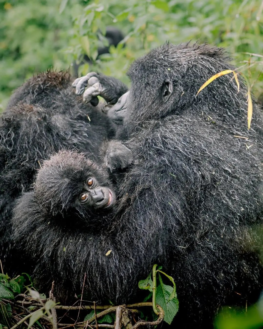 Rwanda gorilla trekking