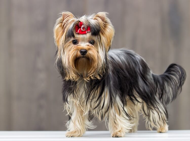 15+ most popular yorkie haircuts (with pictures)