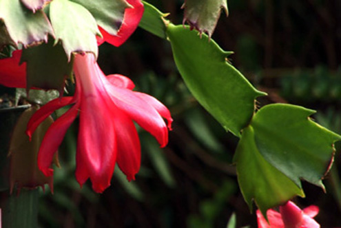 Marving Gardens
