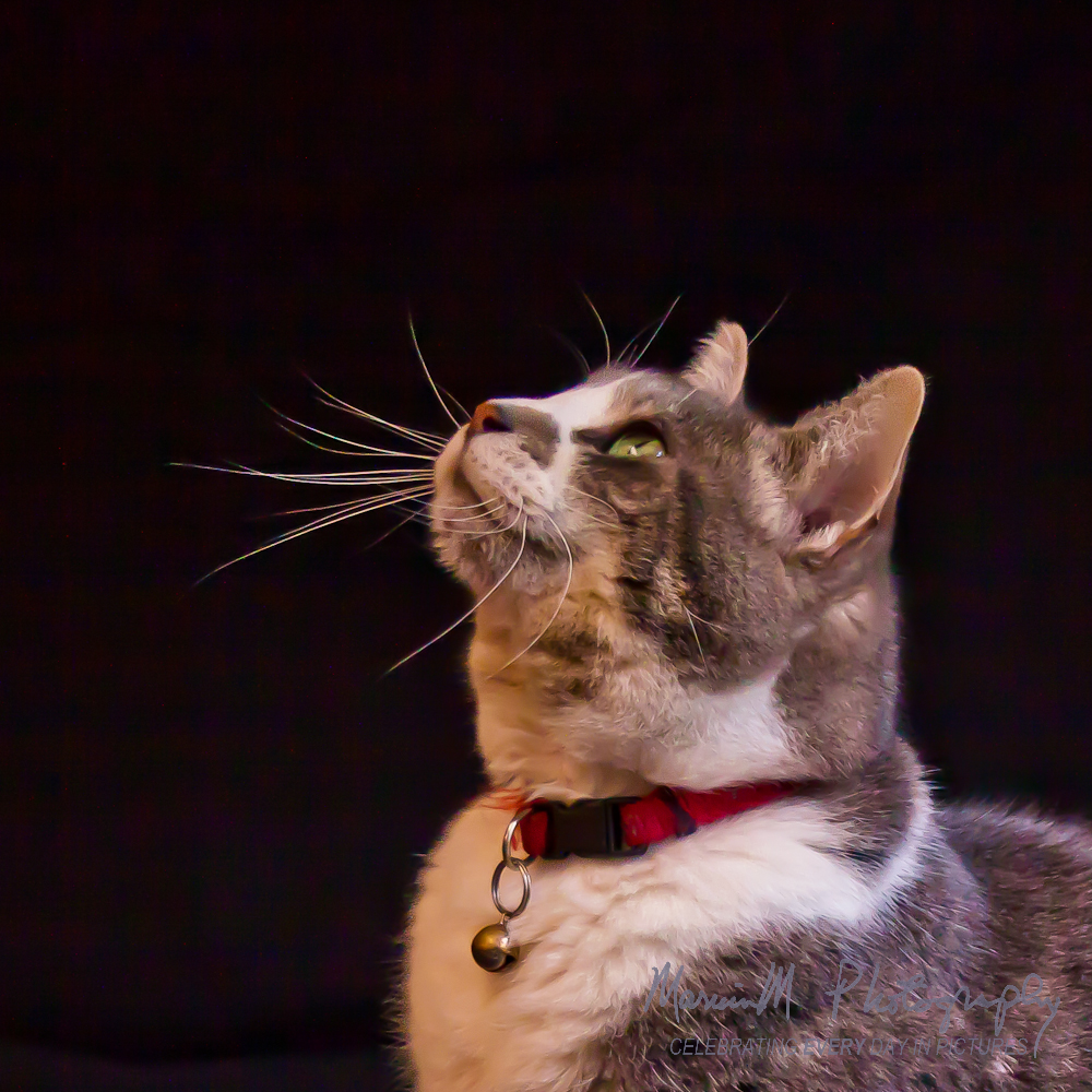 Intrigued by a treat...