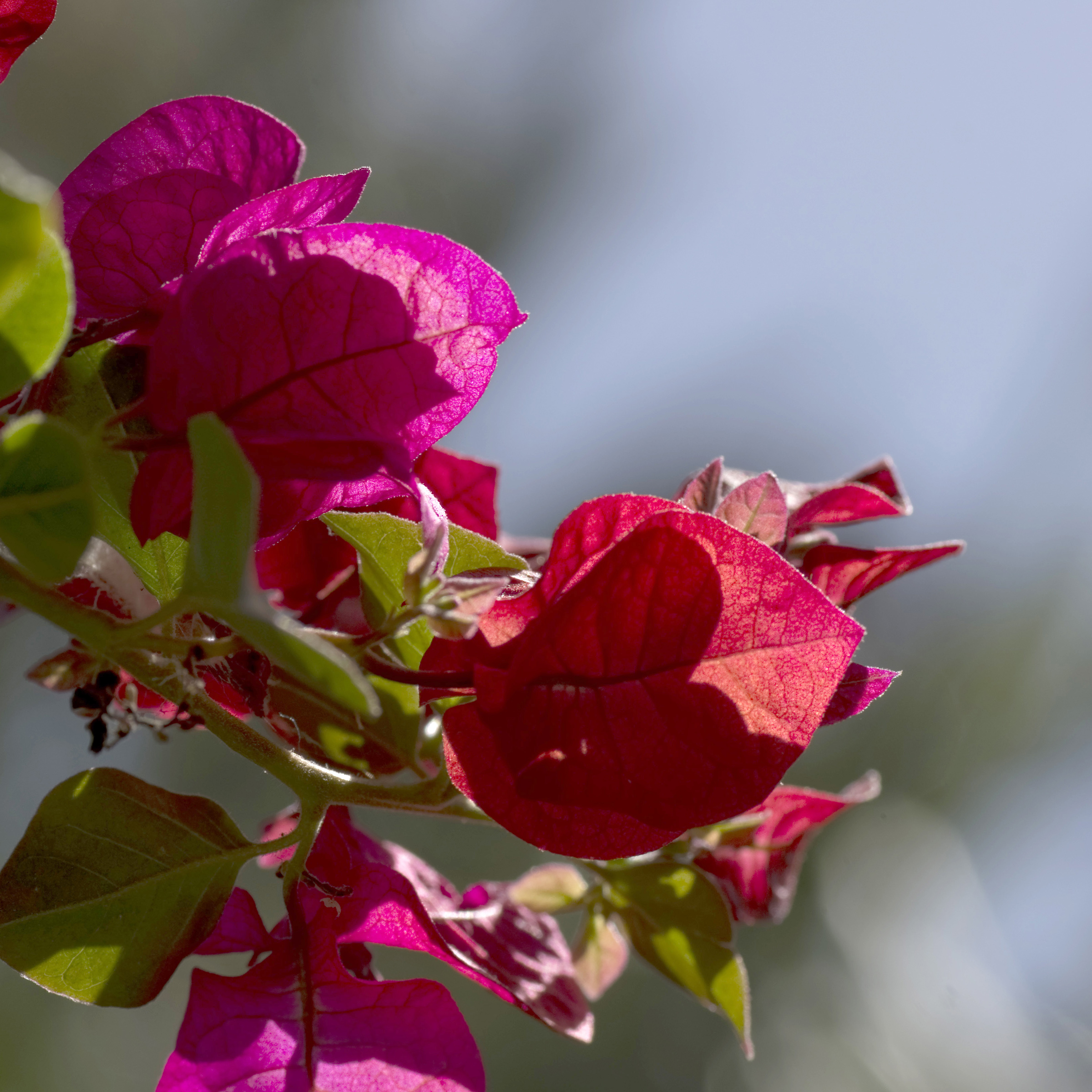 Just a flower (and showing off the sharpness of the lens).