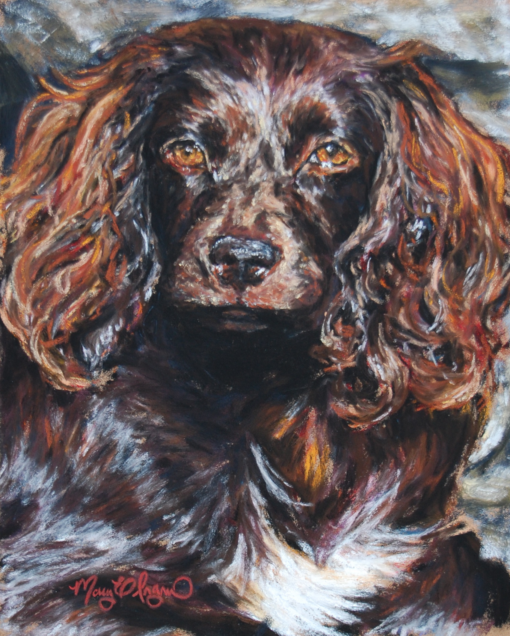 Boykin Spaniel