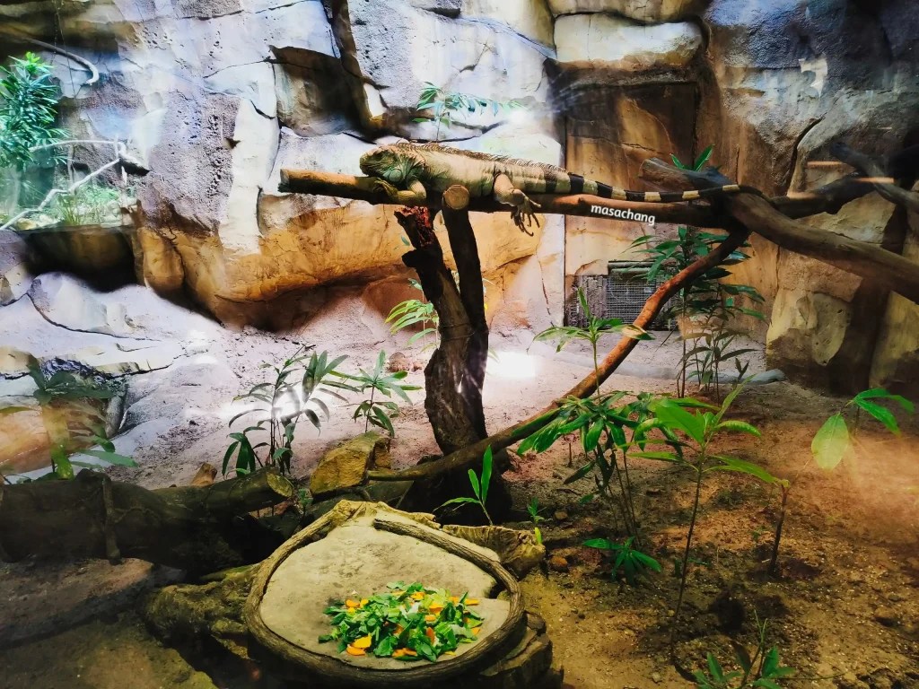 富國島珍珠動物園Safari Phu Quoc