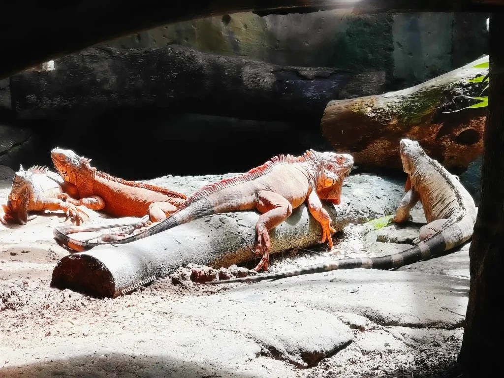 富國島珍珠動物園Safari Phu Quoc
