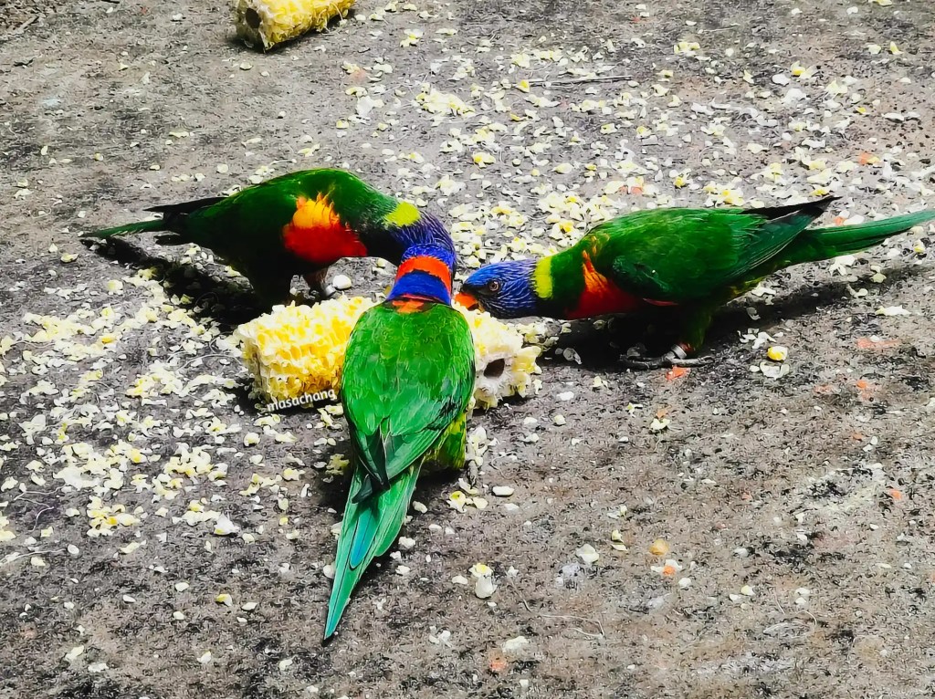 富國島珍珠動物園Safari Phu Quoc