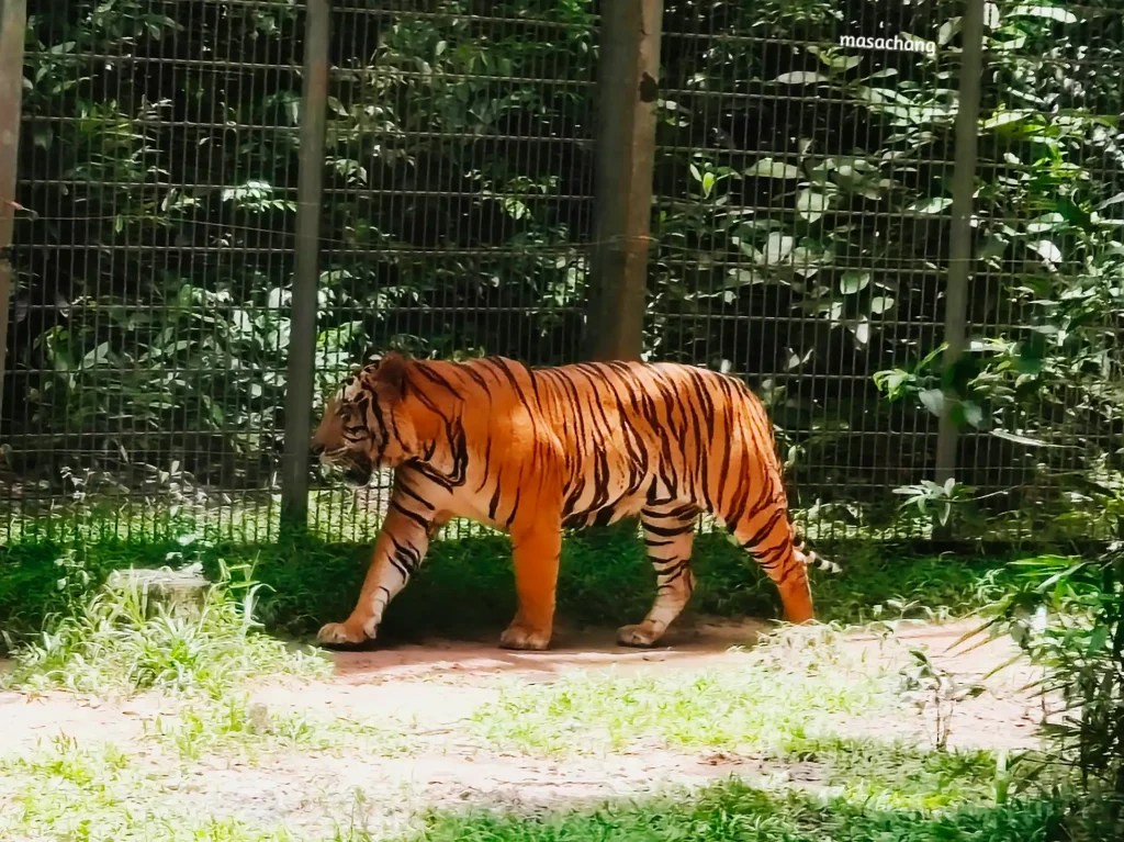 富國島珍珠動物園Safari Phu Quoc