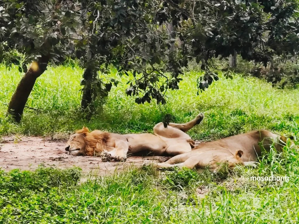 富國島珍珠動物園Safari Phu Quoc