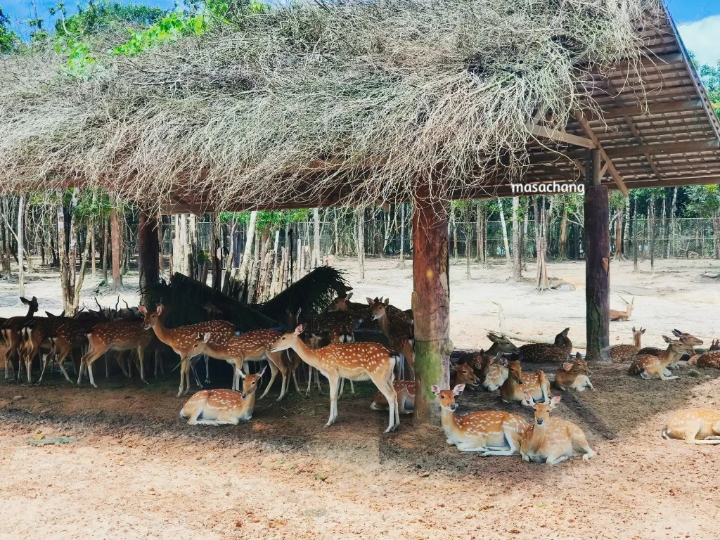 富國島珍珠動物園Safari Phu Quoc