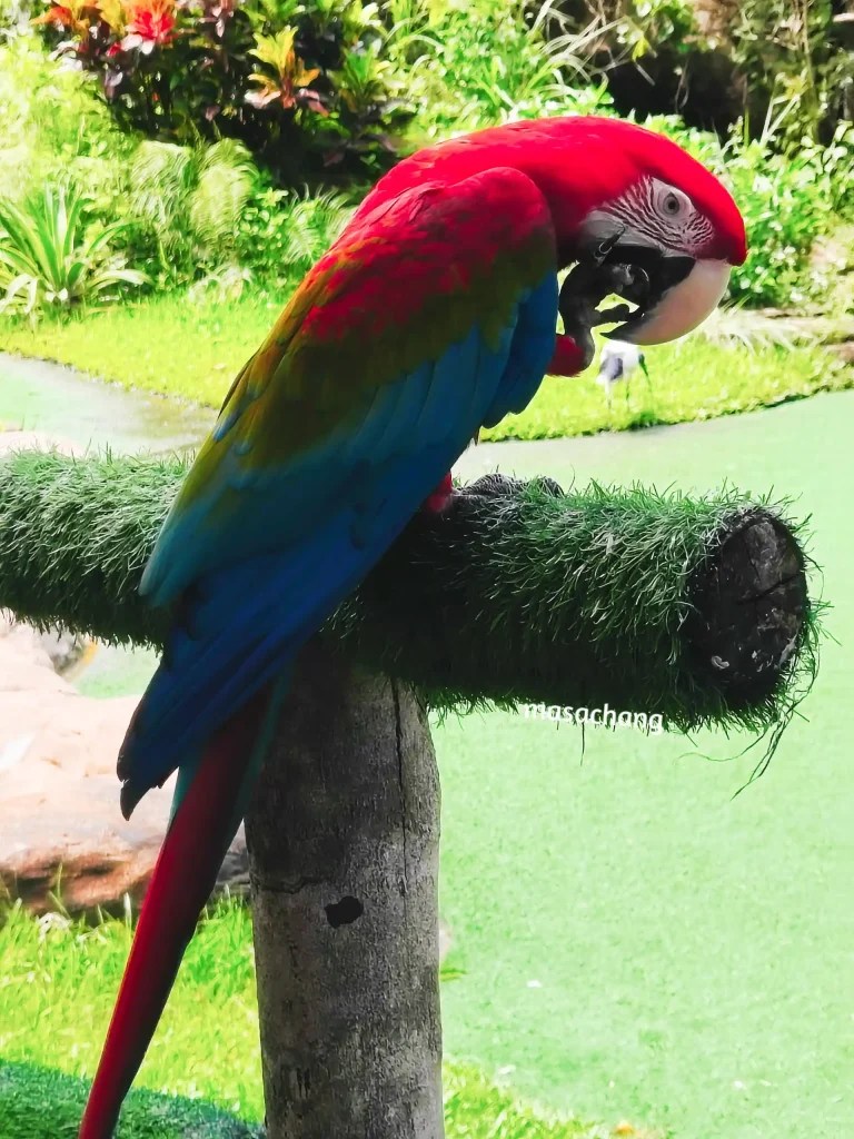 富國島珍珠動物園Safari Phu Quoc
