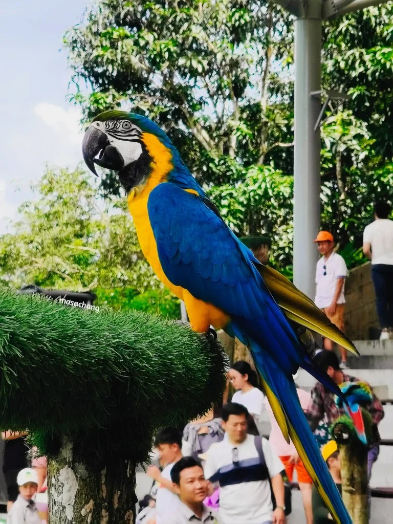 富國島珍珠動物園Safari Phu Quoc