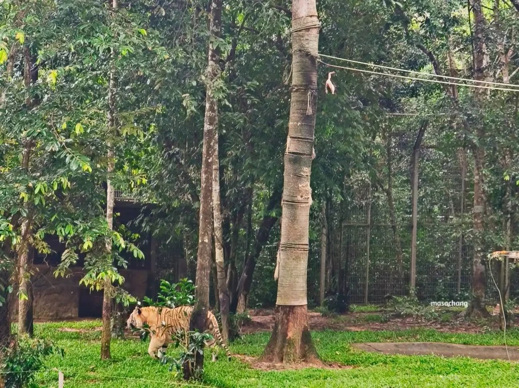 富國島珍珠動物園Safari Phu Quoc