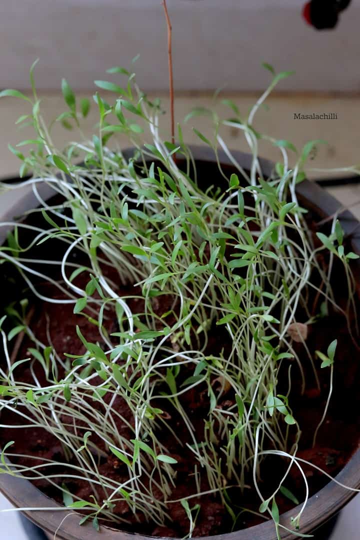 Microgreens