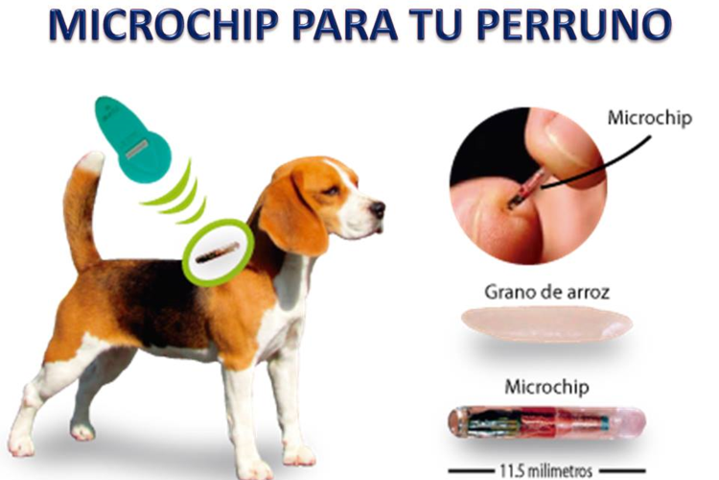 Existen procedimientos como la instalación de chips para saber en . Chip Para Perros Y Gatos Mascotas Saint Daniel
