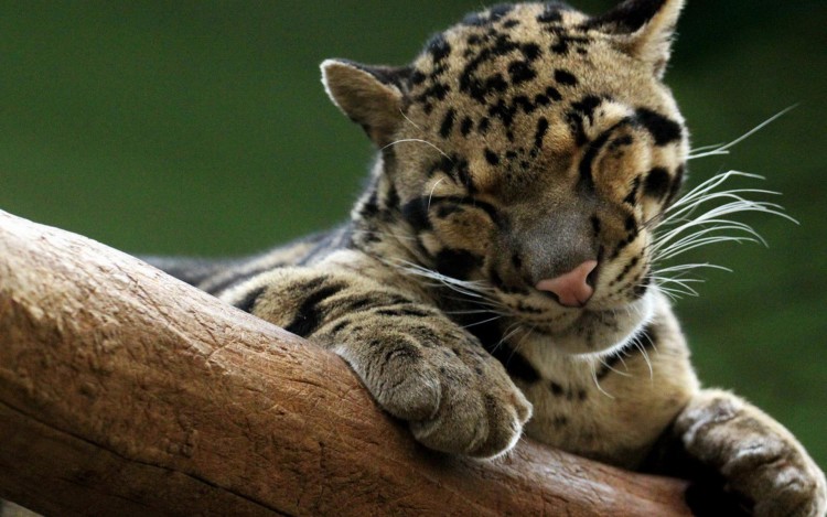 Clouded Leopard