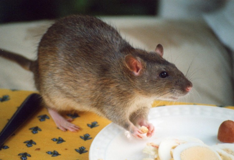 Tikus